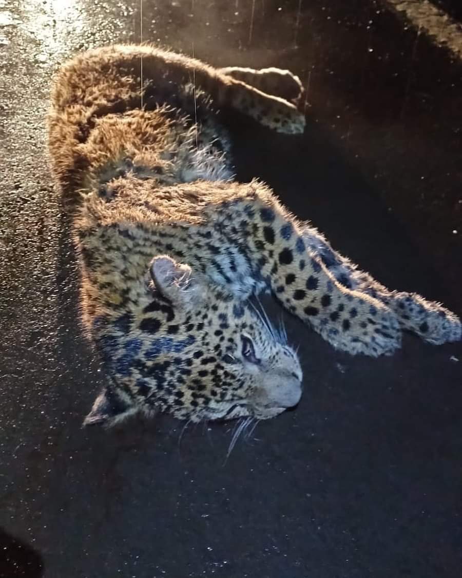 Atropellan y matan a un cachorro de Yaguareté en la ruta 12