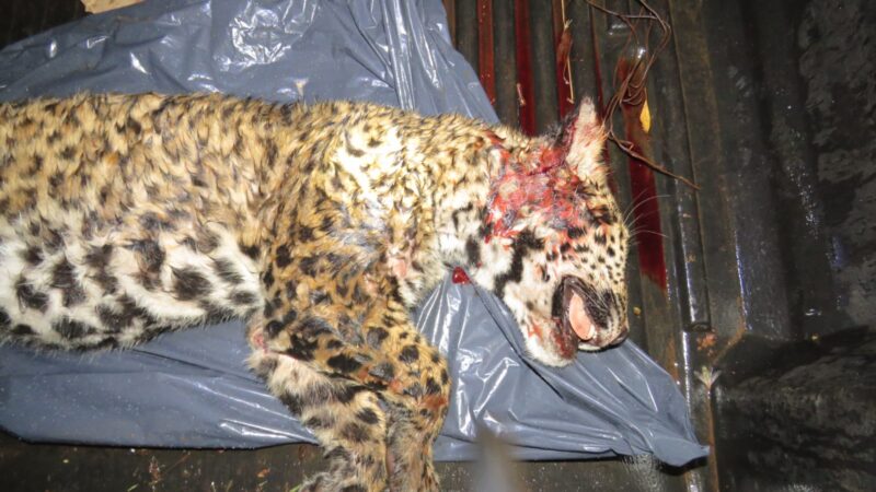 La empresa de turismo pagó de forma voluntaria 20 millones de multa por la muerte de Yaguarete