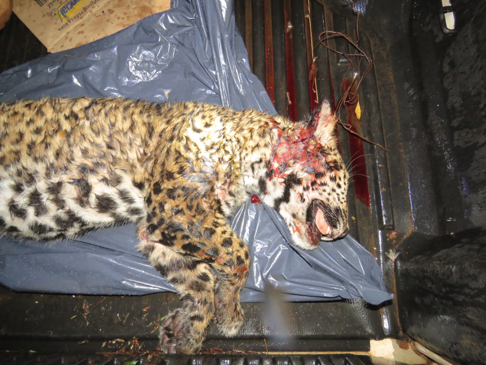 La empresa de turismo pagó de forma voluntaria 20 millones de multa por la muerte de Yaguarete