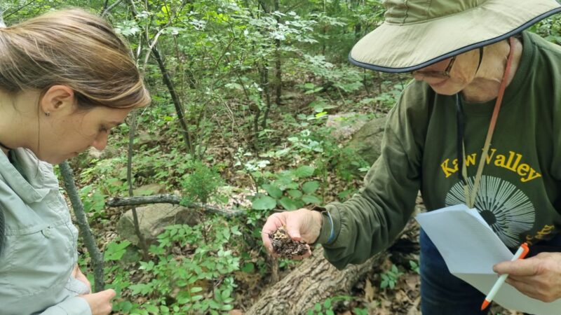 Happy Hour Científico Iguazú: El mundo de las micorrizas y su alianza subterránea entre hongos y plantas
