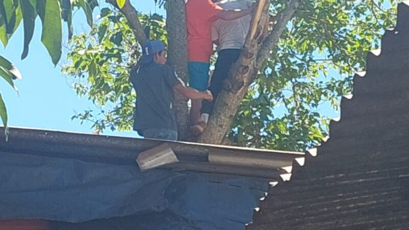 Podaba un árbol y se descompensó, fue auxiliado por los vecinos y rescatado 