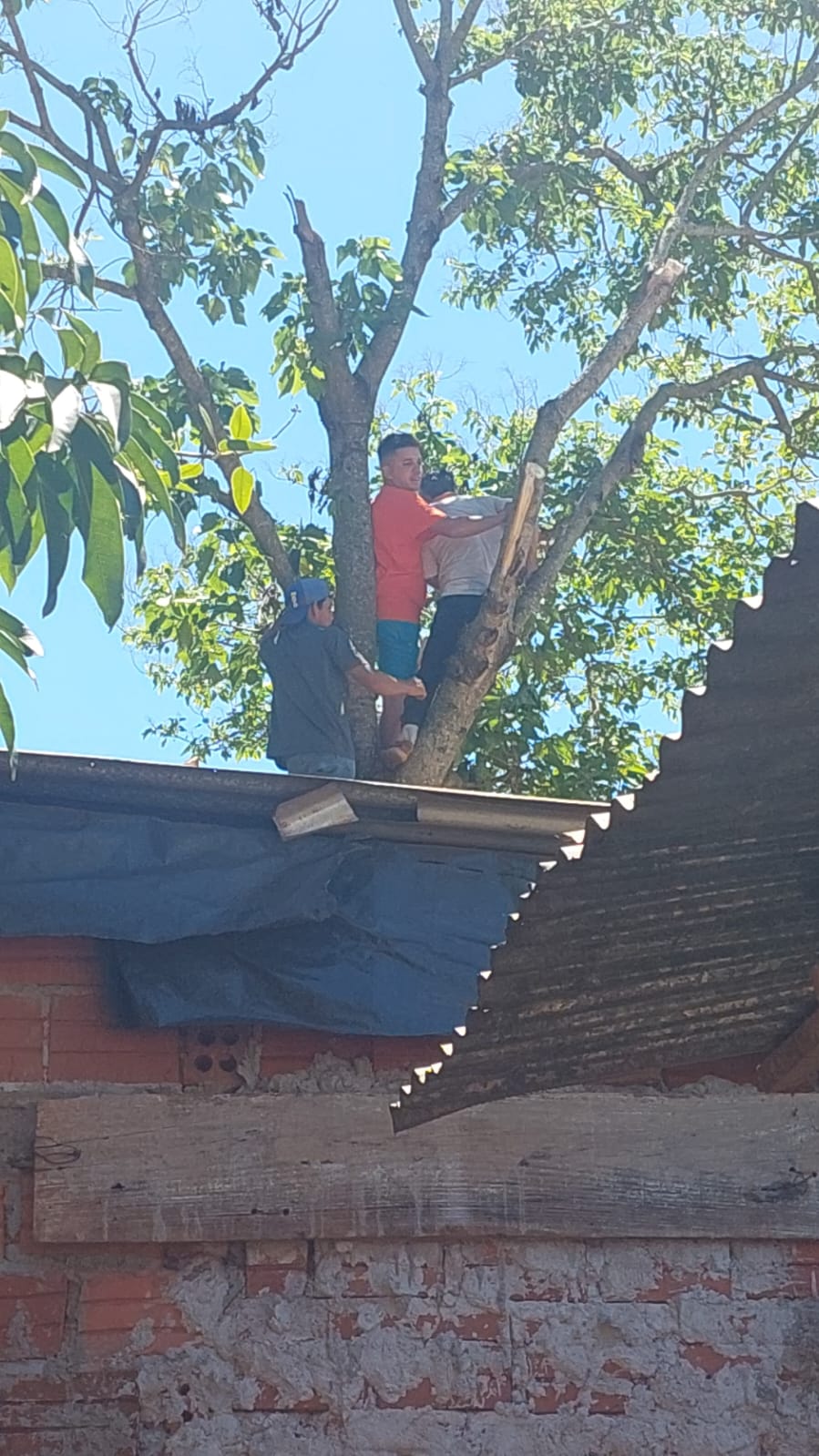 Podaba un árbol y se descompensó, fue auxiliado por los vecinos y rescatado 