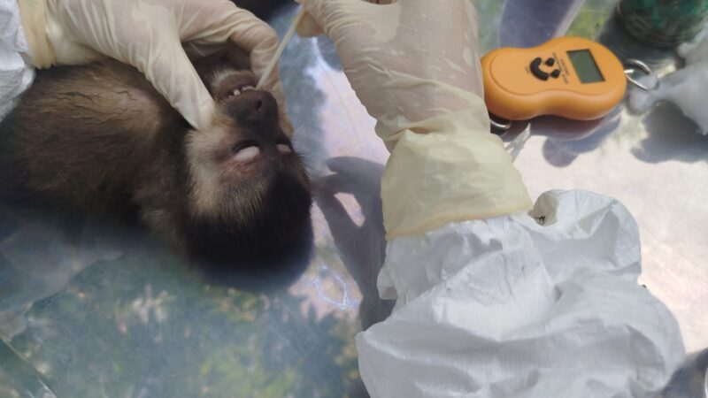 Son cinco los animales detectados por tuberculosis bovina en el Parque Nacional Iguazú