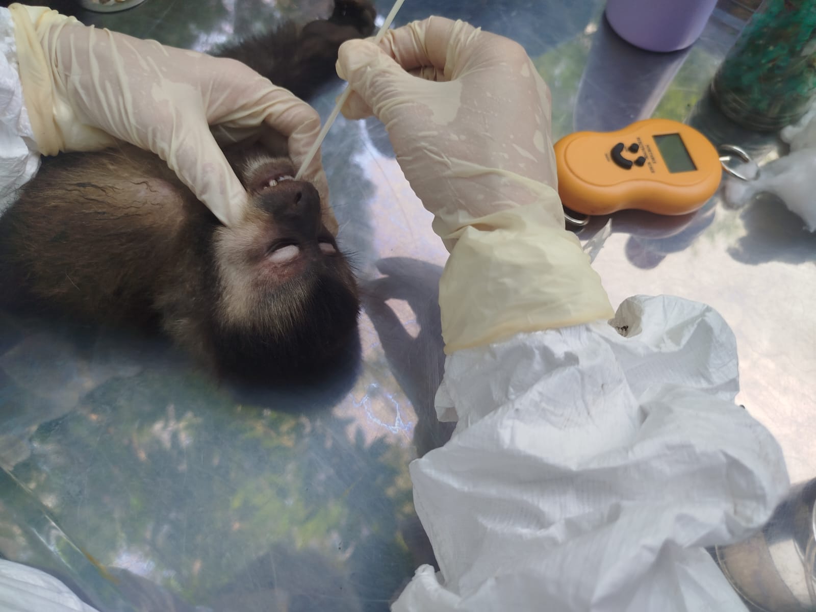 Son cinco los animales detectados por tuberculosis bovina en el Parque Nacional Iguazú