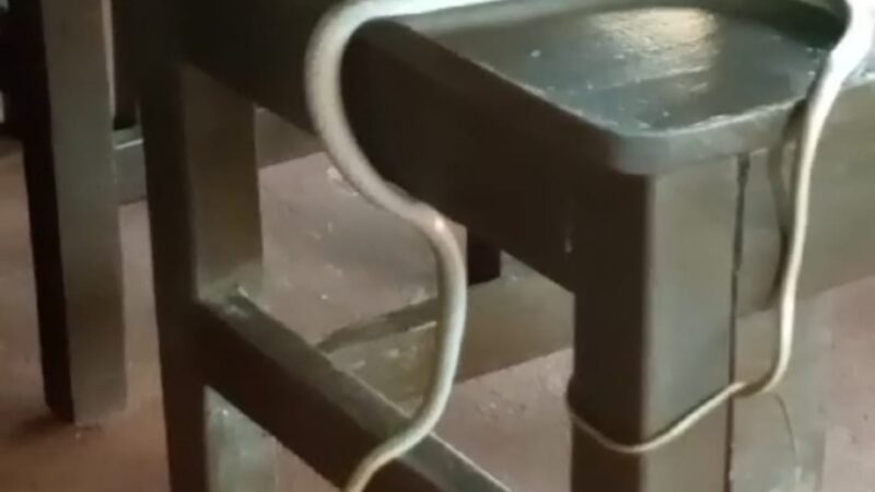 Turistas captaron cuando una culebra atrapó una rana para alimentarse en cataratas