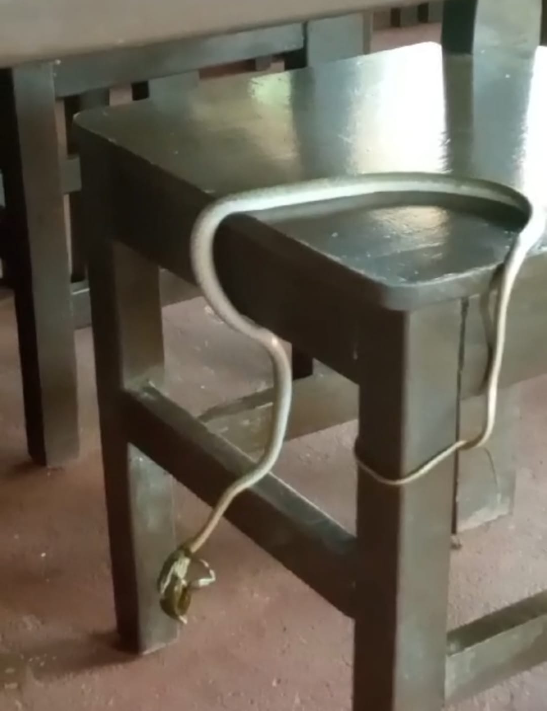 Turistas captaron cuando una culebra atrapó una rana para alimentarse en cataratas