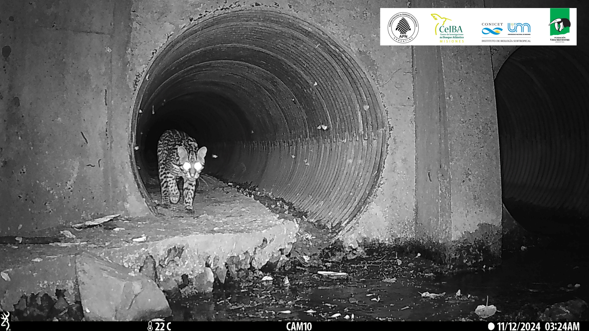Trabajan en un programa de uso de alcantarillas como cruce seguro de rutas
