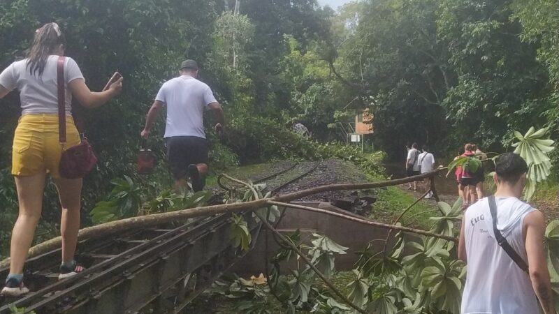 Fuertes ráfagas de viento provocaron caídas de arboles en los circuitos de cataratas y en la ruta 101
