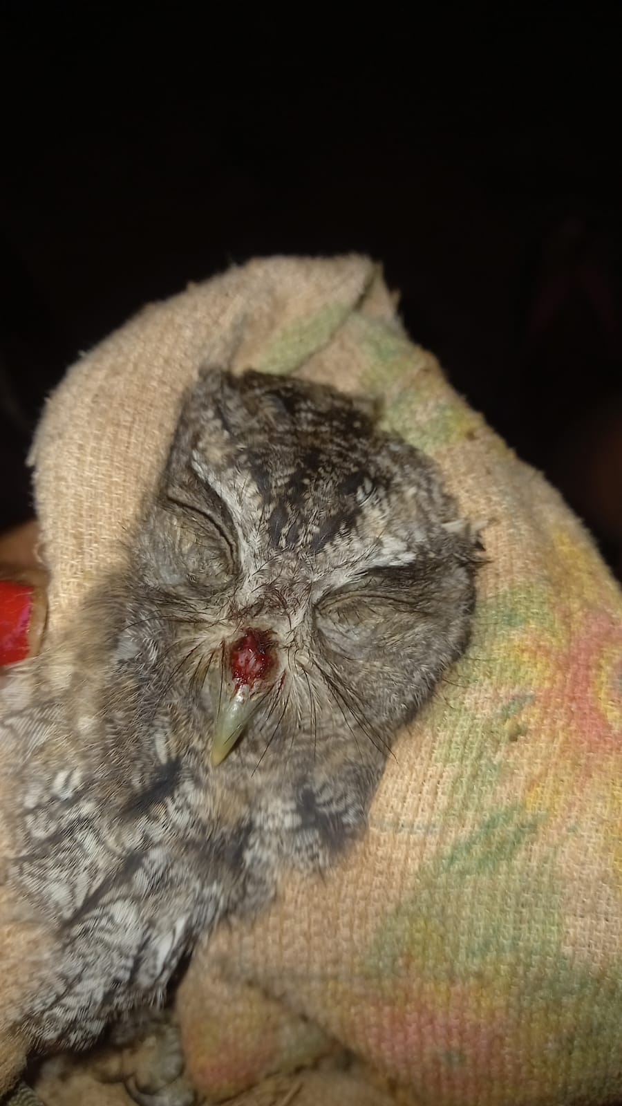 Casi medio centenar de animales heridos ingresaron a Güira Oga en lo que va del año