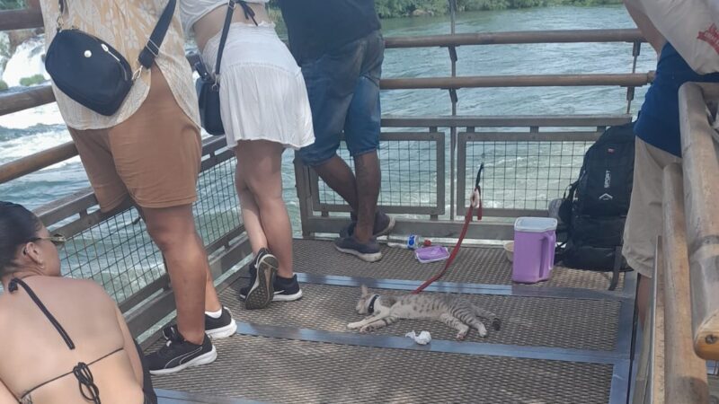 Ingresó sin pagar con su gato al Parque Nacional Iguazú desobedeciendo las ordenes de los guardaparques