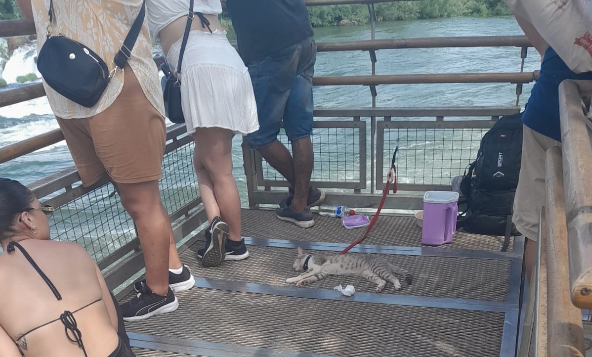 Ingresó sin pagar con su gato al Parque Nacional Iguazú desobedeciendo las ordenes de los guardaparques