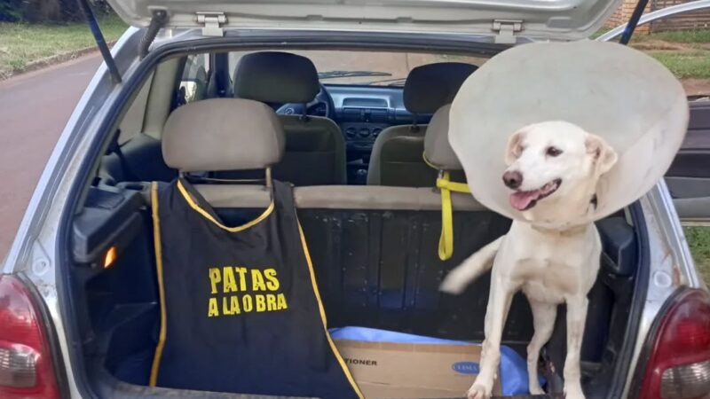 Muchos animales maltratados en situación de calle y pocas manos para cuidarlos