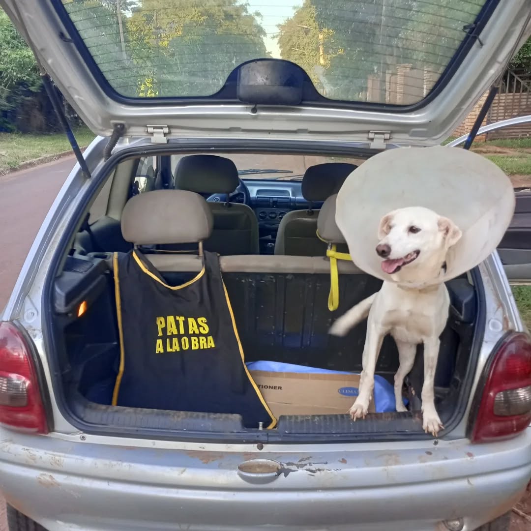 Muchos animales maltratados en situación de calle y pocas manos para cuidarlos