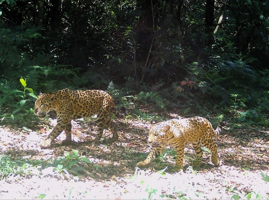 Capturaron dos yaguaretés en Puerto Península, uno de ellos tenia lesiones antiguas y perdigones