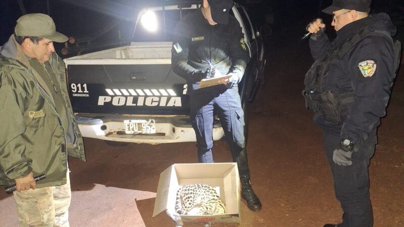 Puerto Esperanza: hallaron un margay atropellado en un camino vecinal