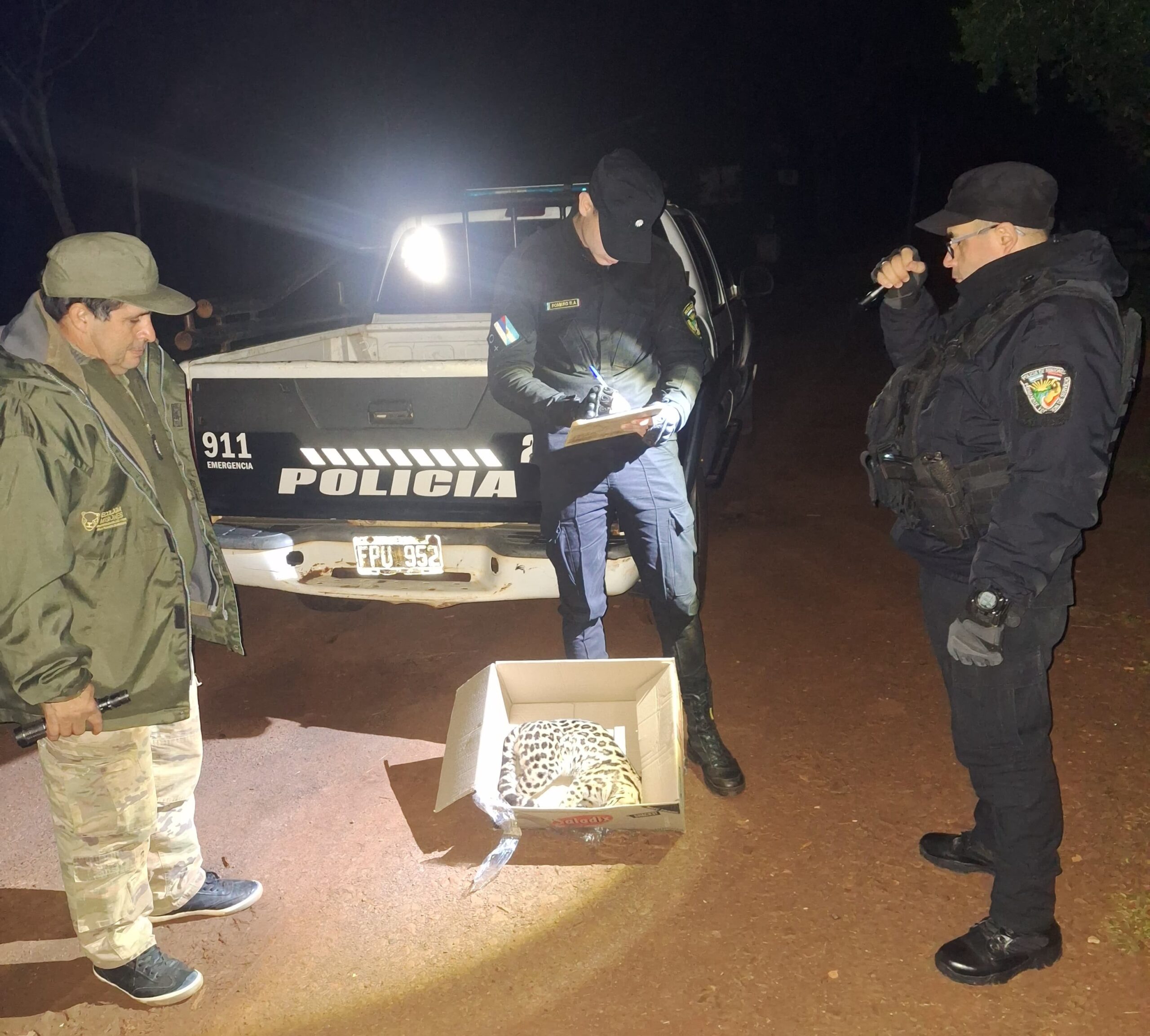 Puerto Esperanza: hallaron un margay atropellado en un camino vecinal