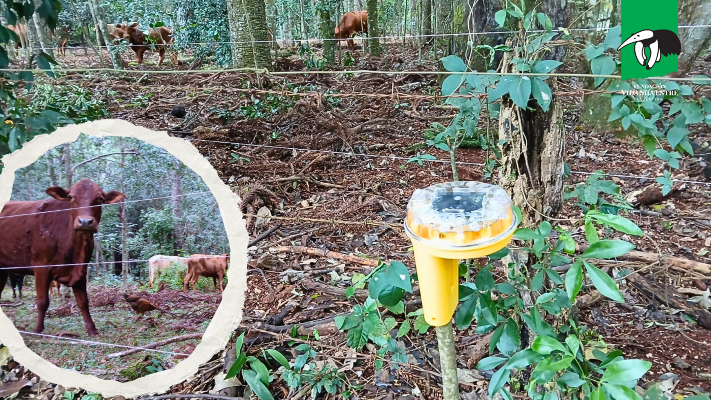Puerto Esperanza: Vida Silvestre entregó equipamiento y asesoró a productor por ataque de yaguareté a su ganado