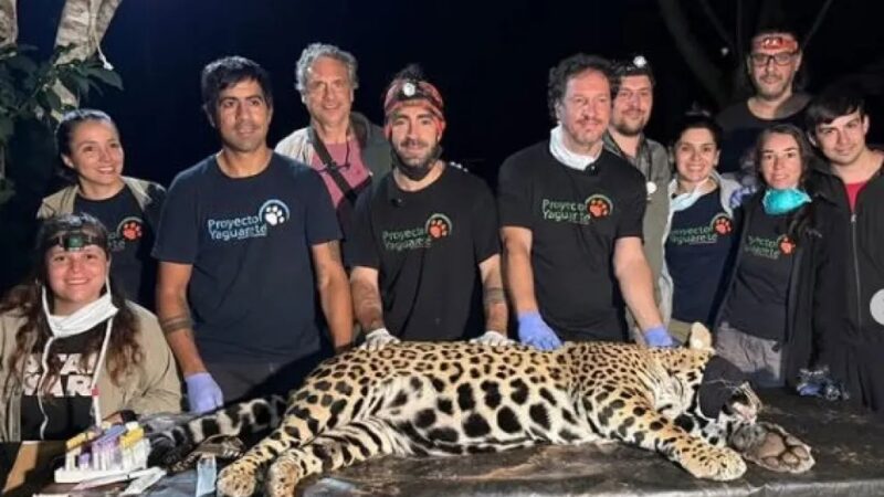 Puerto Iguazú: Operativo especial permite la captura y monitoreo de un yaguareté