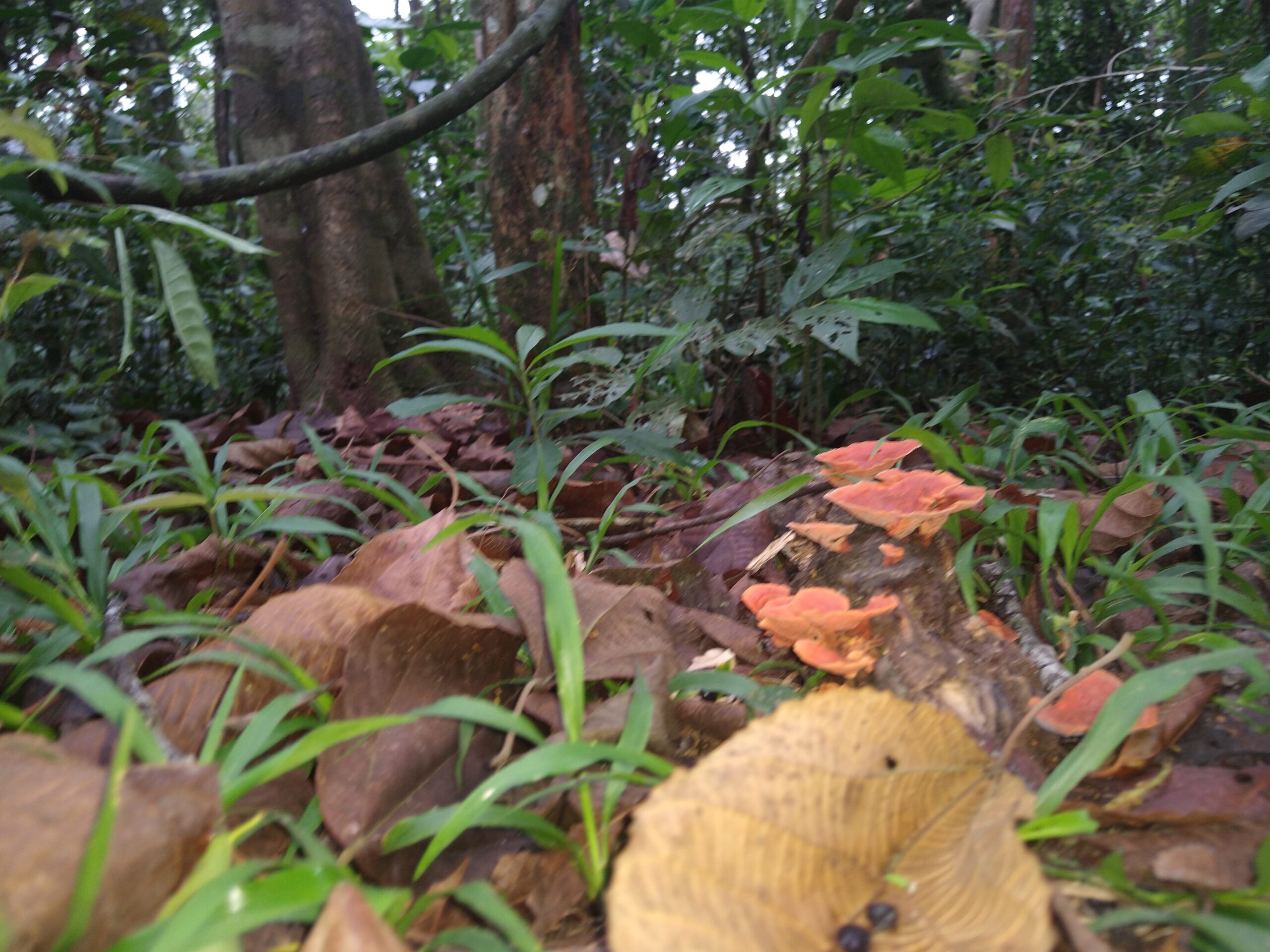 Del 1 al 4 de agosto el Safari de Invierno invita a observar la naturaleza en todo el país.