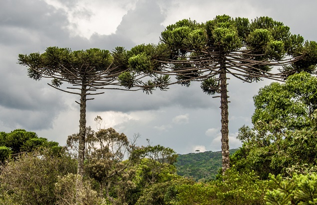 El IMiBio lanzó un concurso literario con los árboles como protagonistas