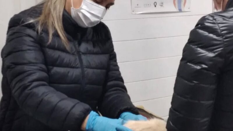 Iguazú: Zoonosis demoró 6 meses para programar volver a dar turnos para castraciones