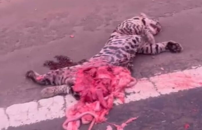 Atropellaron a un ocelote en la ruta 12 en el acceso de la comunidad Andres Guacurari