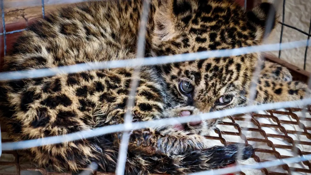 Paraguay: Rescataron a la cría de un Yaguarete con una cadena en el cuello en Concepción