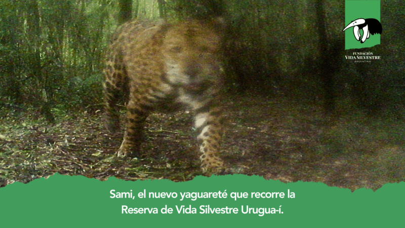 Sami el nuevo yaguareté que recorre la Reserva de Vida Silvestre Urugua-í