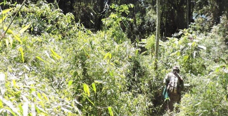 En la 4º edición del Happy Hour Científico Iguazú hablarán sobre ecología vegetal y clima