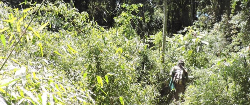 En la 4º edición del Happy Hour Científico Iguazú hablarán sobre ecología vegetal y clima