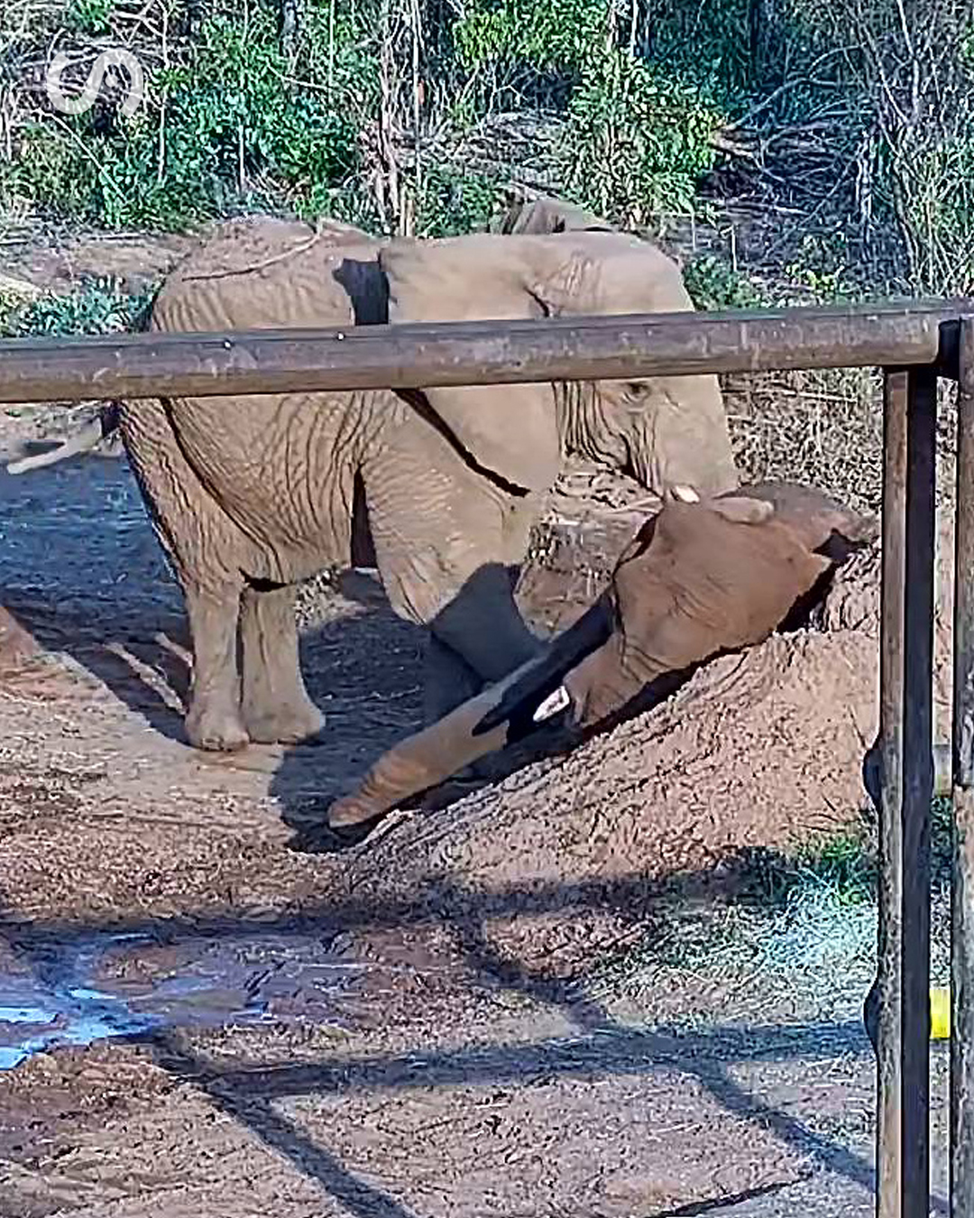 Falleció Pupy la Elefanta que dejó el Ecoparque Buenos Aires en abril