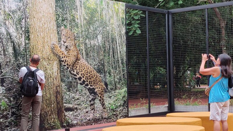 A través de un convenio suman acciones conservación del Yaguarete