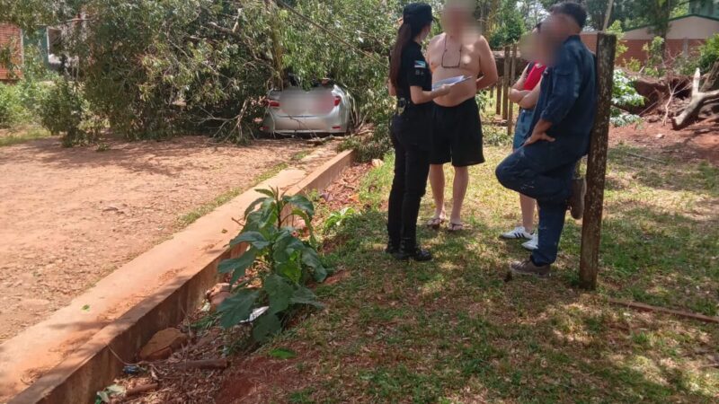 Puerto Iguazú: Un árbol cayó sobre un vehículo estacionado en Zona de Granjas