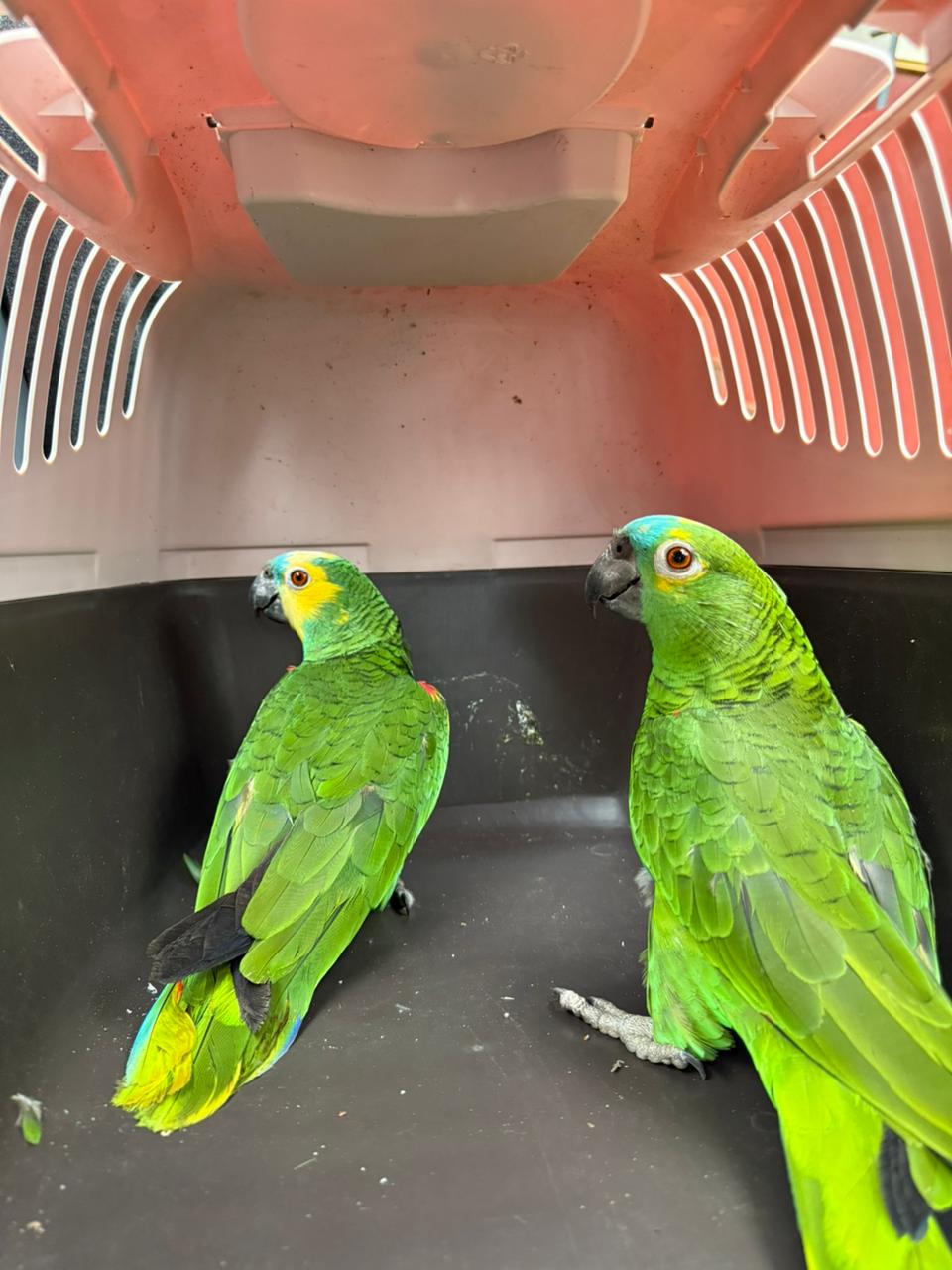 Rescataron cuatro loros habladores y secuestraron documentación irregular durante un allanamiento en Puerto Iguazú