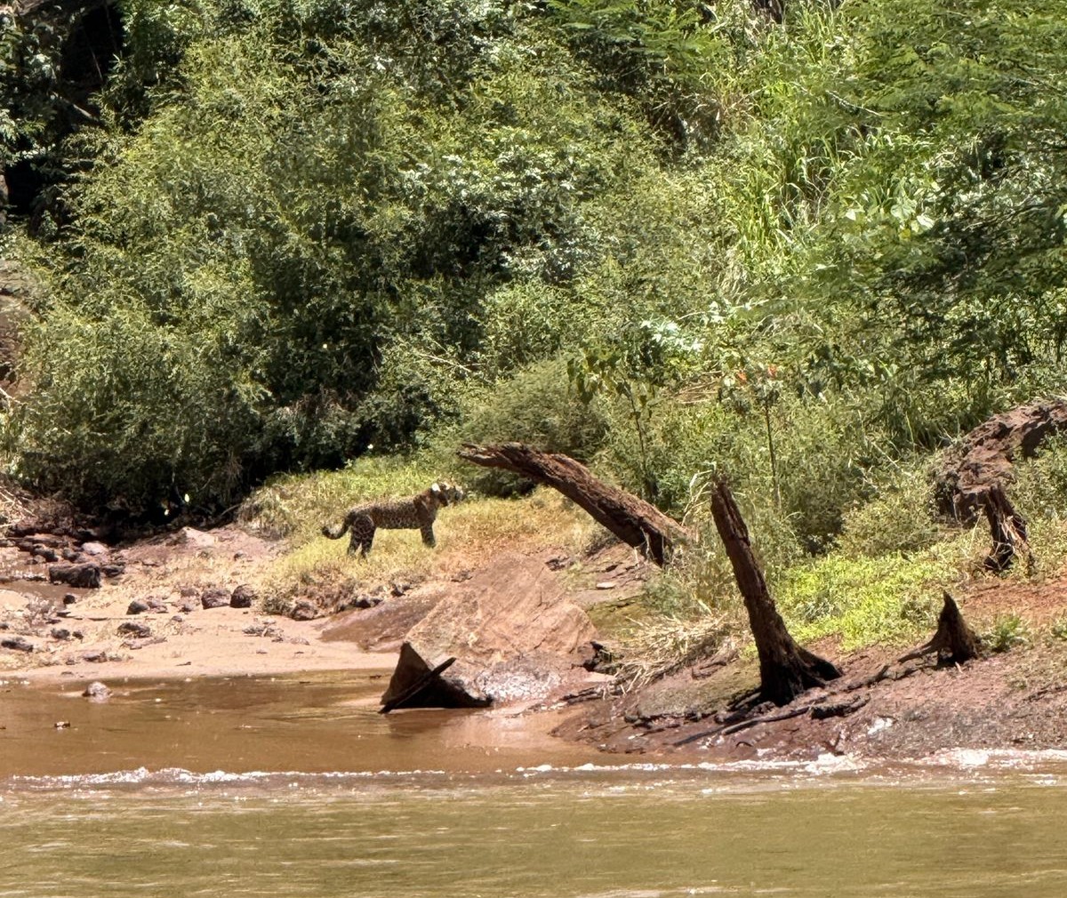 Turistas avistaron a un yaguarete en el paseo náutico en Cataratas
