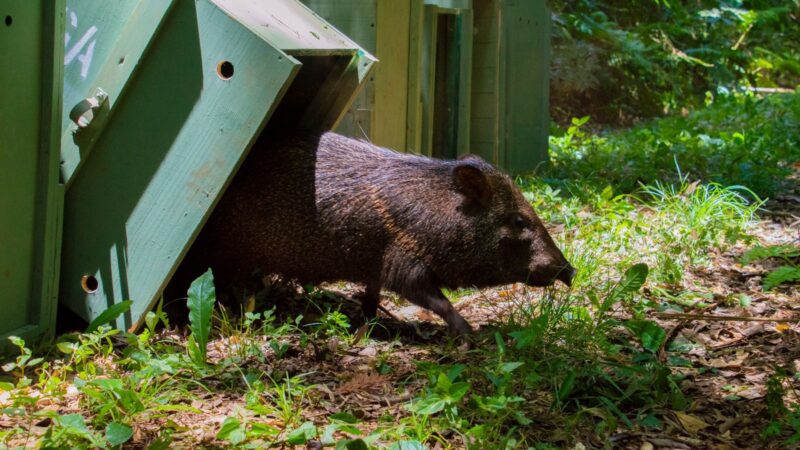 Liberaron siete pecaríes de collar en un área natural protegida rehabilitados en Güirá Oga