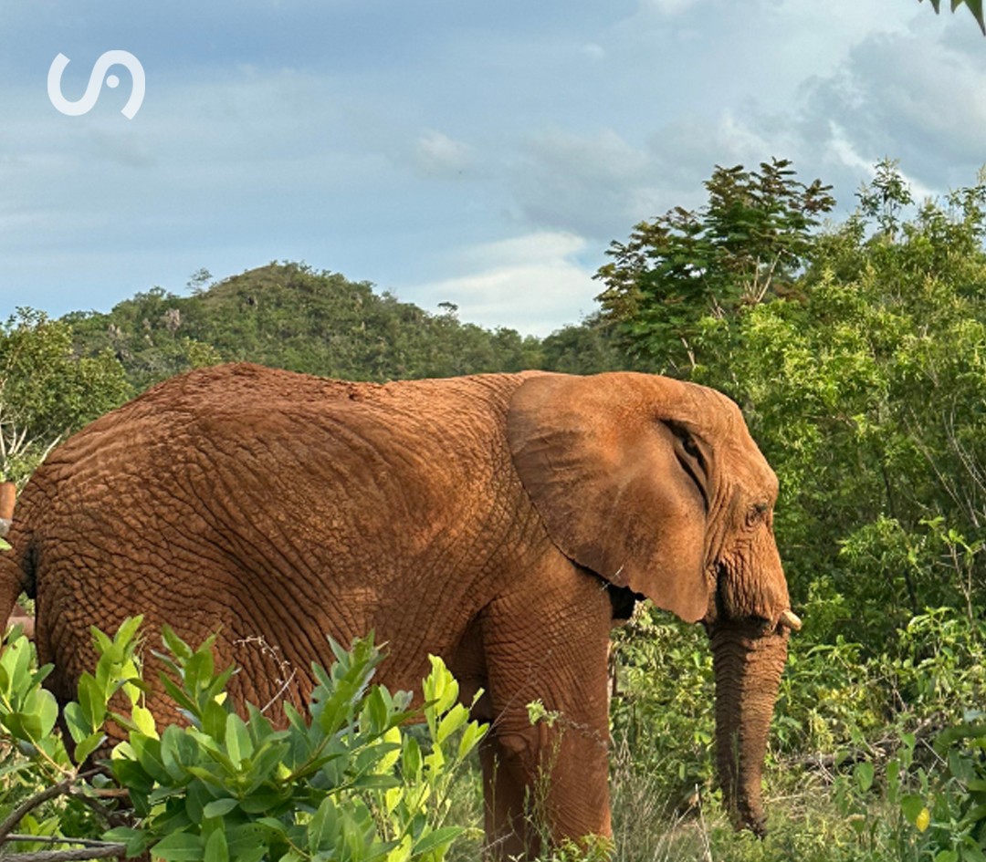 Falleció la elefanta Kenya que había sido trasladada al Santuario en julio de este año