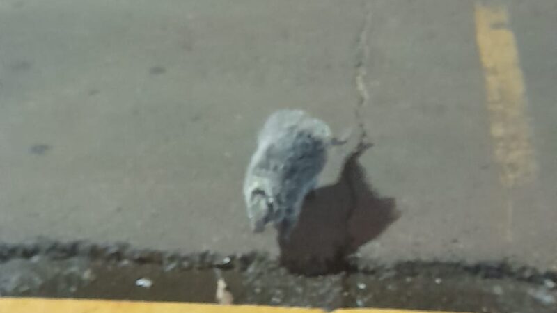 Coendu que paseaba por el centro de Iguazu, fue llevado a su habitat natural