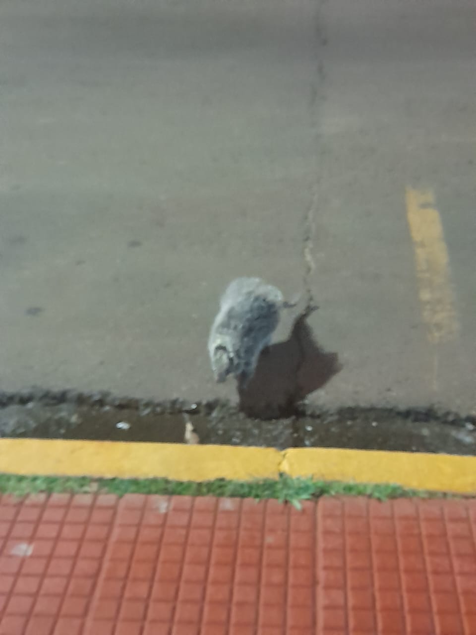 Coendu que paseaba por el centro de Iguazu, fue llevado a su habitat natural