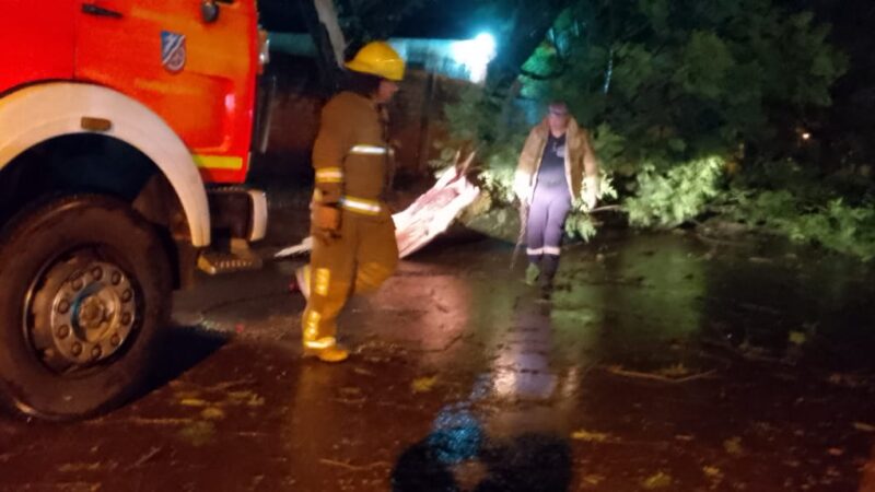 Bomberos de Iguazú: evacuación, despeje de vía pública y rescate de un perro