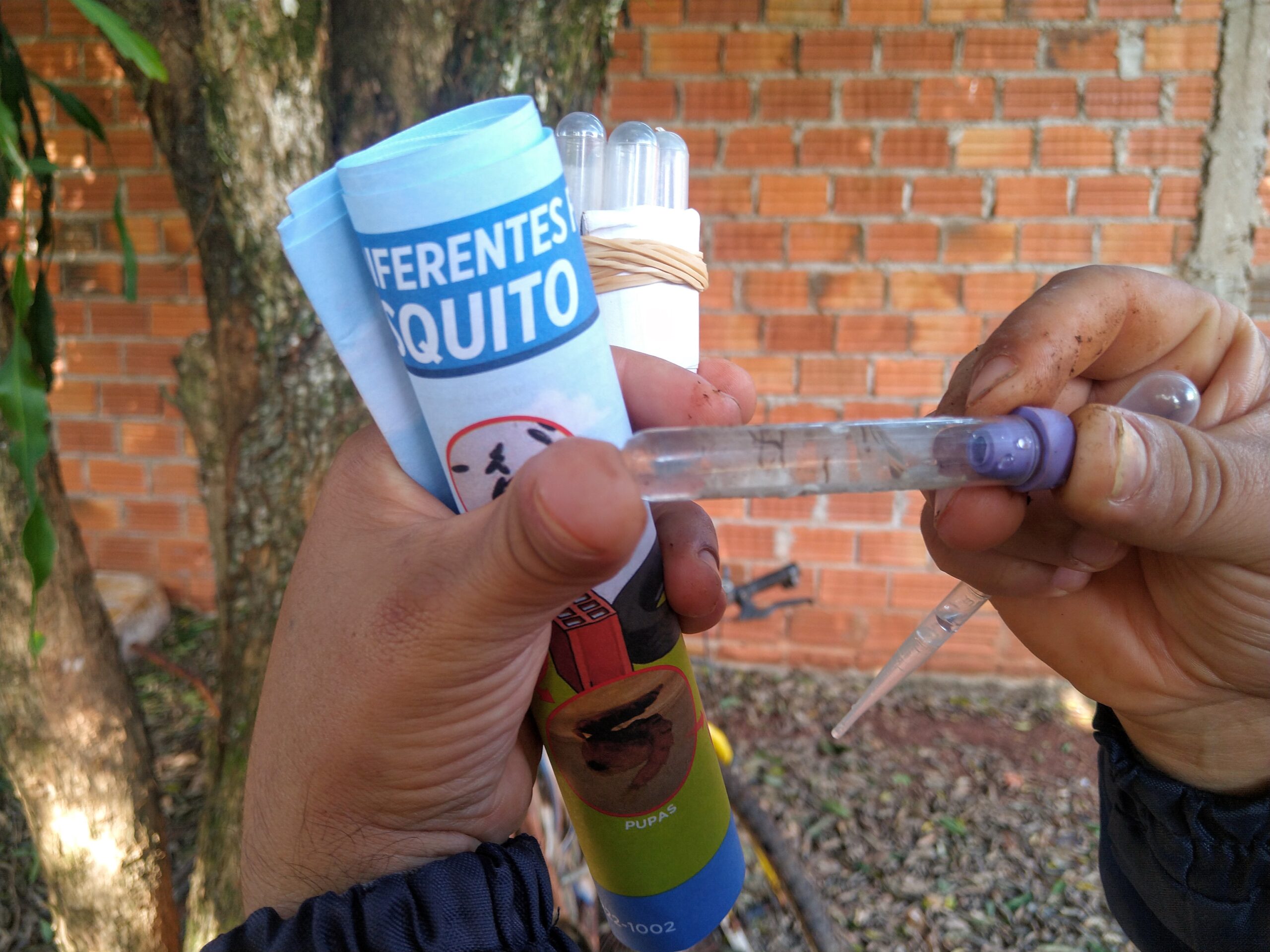 Después de la lluvia, es fundamental mantener el patio libre del Aedes aegypti