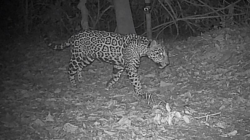 Visitantes del Eco Parque Foz eligieron el nombre de un Yaguarete del Parque Nacional Iguazú