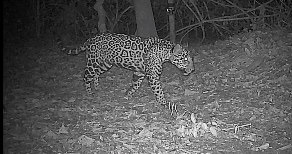 Visitantes del Eco Parque Foz eligieron el nombre de un Yaguarete del Parque Nacional Iguazú