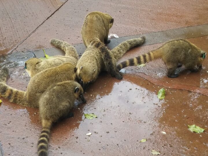 Dia del Animal: La interacción de las personas con los animales silvestres los pone en peligro constante