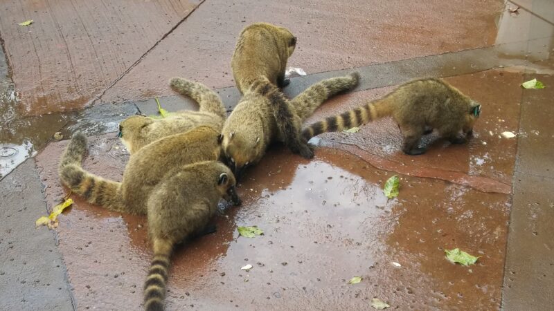 Dia del Animal: La interacción de las personas con los animales silvestres los pone en peligro constante