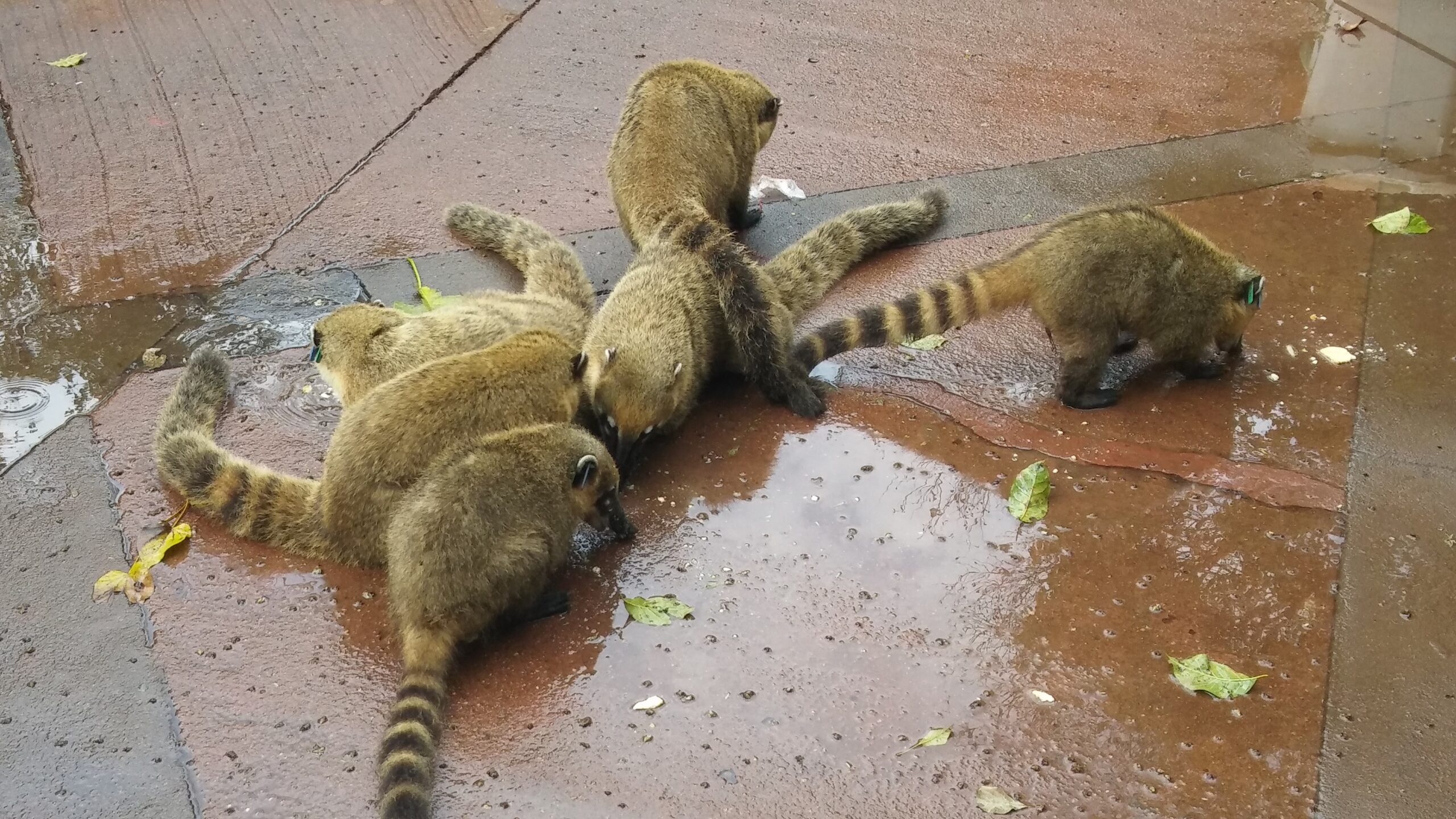 Dia del Animal: La interacción de las personas con los animales silvestres los pone en peligro constante
