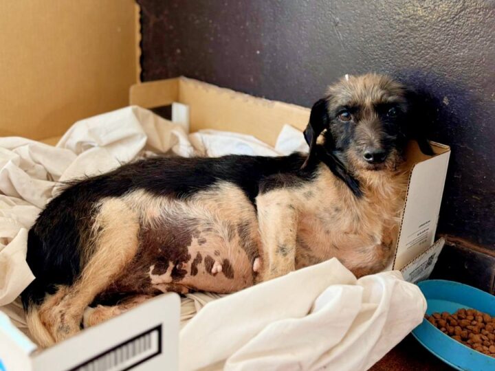 Rescataron y asistieron a una perra herida hallada en la via pública