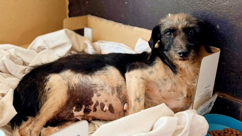 Rescataron y asistieron a una perra herida hallada en la via pública