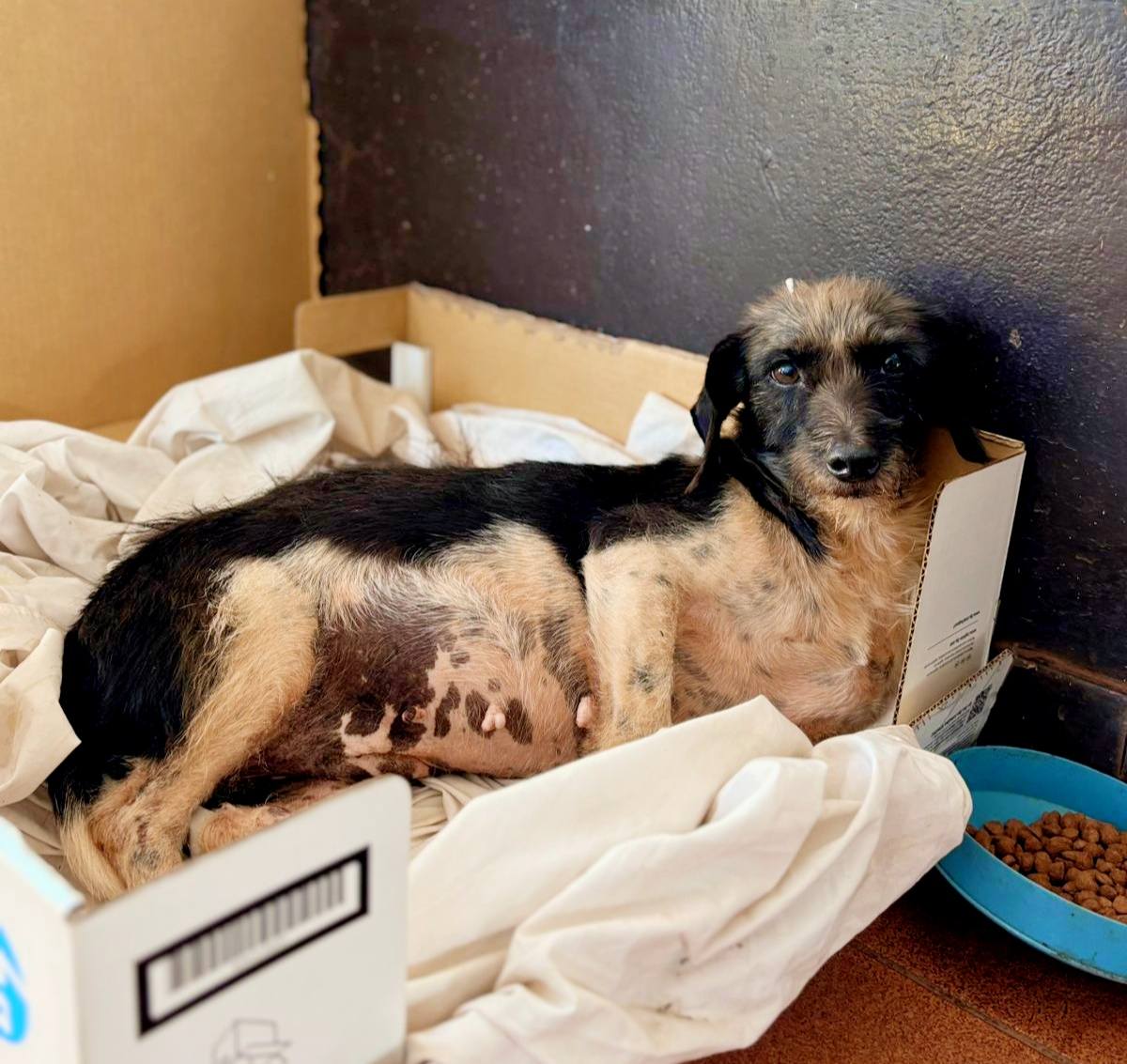 Rescataron y asistieron a una perra herida hallada en la via pública