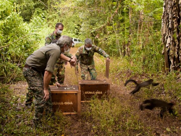 Trece ejemplares de especies nativas rehabilitadas fueron liberadas a su ambiente natural